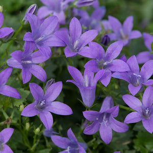 Campanula 'Sago' Perennial Bedding