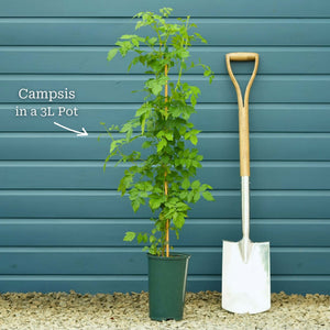 Yellow Trumpet Vine | Campsis radicans 'Flava' Climbing Plants