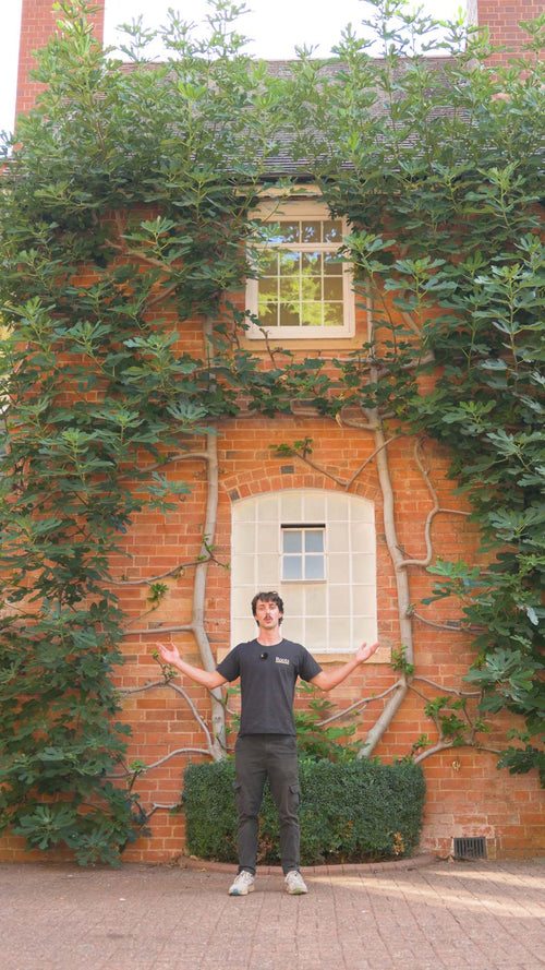 Can figs be climbing plants?