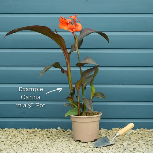 Canna Cannova 'Rose' Perennial Bedding