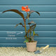Canna Cannova 'Rose' Perennial Bedding