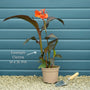 Canna Cannova 'Rose' Perennial Bedding