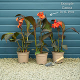 Canna 'Cannova Orange Shades' Perennial Bedding