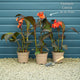 Canna 'Cannova Orange Shades' Perennial Bedding
