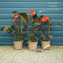 Canna 'Cannova Orange Shades' Perennial Bedding