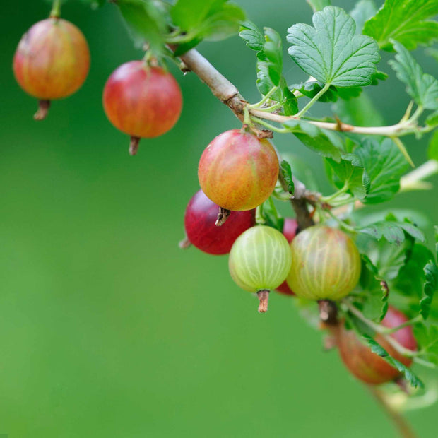'Captivator' Gooseberry Bush Soft Fruit