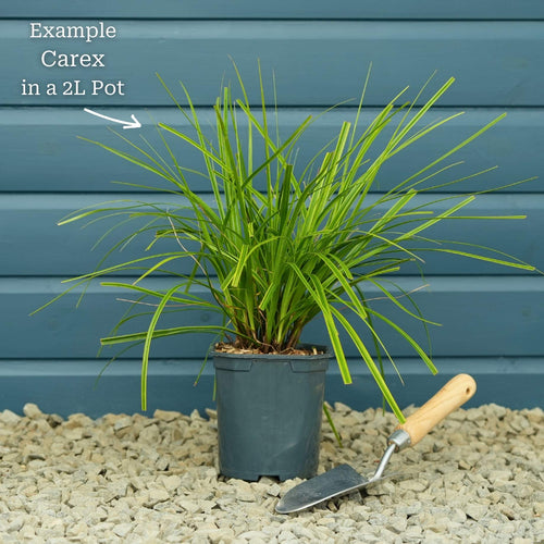 Japanese Sedge | Carex oshimensis 'Everlime' Perennial Bedding
