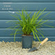 Japanese Sedge | Carex oshimensis 'Everlime' Perennial Bedding