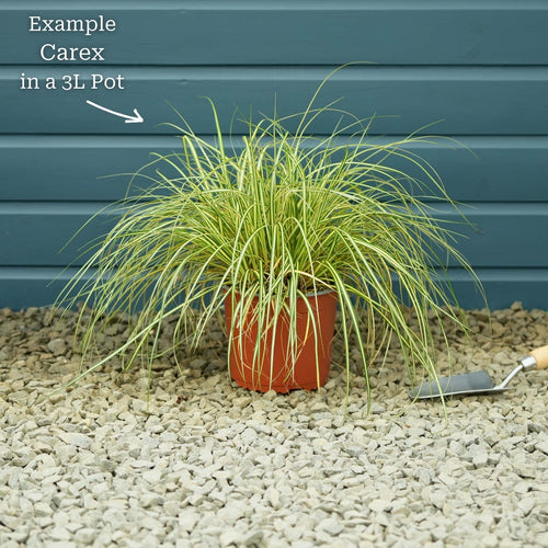Carex oshimensis 'Evergold' Perennial Bedding