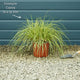 Carex oshimensis 'Evergold' Perennial Bedding