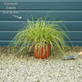 Carex oshimensis 'Evergold' Perennial Bedding