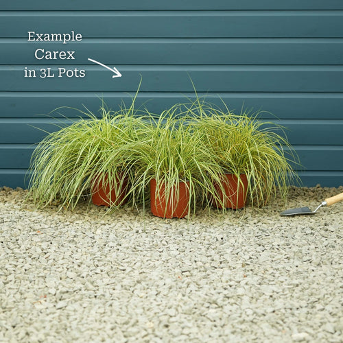 Carex oshimensis 'Evergold' Perennial Bedding