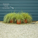Carex oshimensis 'Evergold' Perennial Bedding