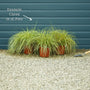 Carex oshimensis 'Evergold' Perennial Bedding