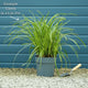 Carex morrowii 'Ice Dance' | Ornamental Grass Perennial Bedding