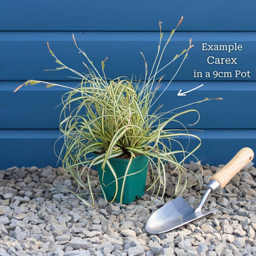 Carex oshimensis 'Evergold' Perennial Bedding