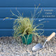 Carex oshimensis 'Evergold' Perennial Bedding