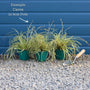 Carex oshimensis 'Evergold' Perennial Bedding