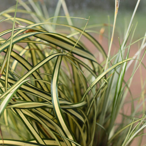 Carex oshimensis 'Evergold' Perennial Bedding