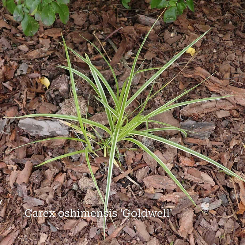 Colourful Ornamental Grass Collection Perennial Bedding