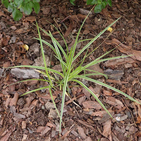 Carex oshimensis 'Goldwell' | Ornamental Grass Perennial Bedding
