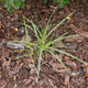 Carex oshimensis 'Goldwell' | Ornamental Grass Perennial Bedding