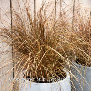 Classic Ornamental Grass Collection Perennial Bedding