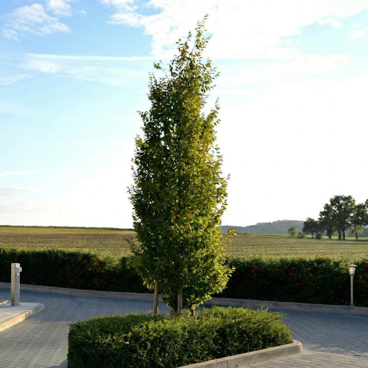 Hornbeam Tree | Carpinus betulus 'Fastigiata' Ornamental Trees