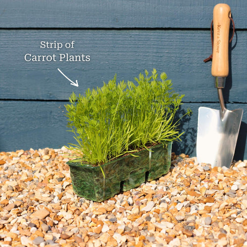 Colourful Carrot Plants Vegetables