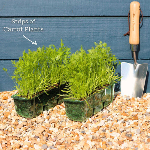 Colourful Carrot Plants Vegetables