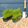 Colourful Carrot Plants Vegetables