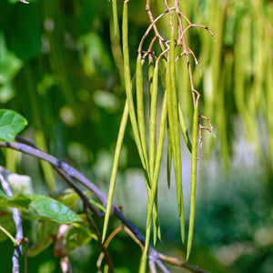 Indian Bean Tree | Catalpa bignonioides 'Nana' Ornamental Trees