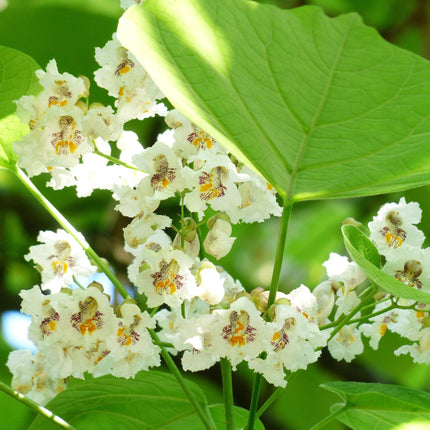 Indian Bean Tree | Catalpa bignonioides 'Nana' Ornamental Trees