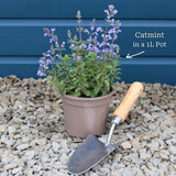 Catmint 'Purrsian Blue' | Nepeta Perennial Bedding