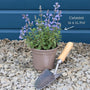 Catmint 'Purrsian Blue' | Nepeta Perennial Bedding