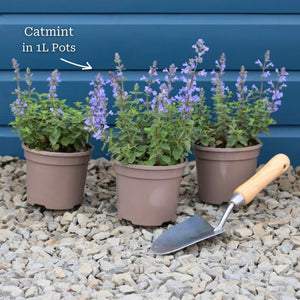Catmint 'Purrsian Blue' | Nepeta Perennial Bedding