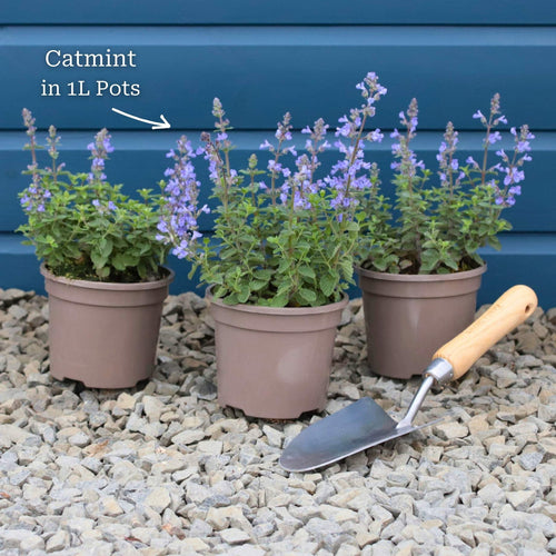 Catmint 'Purrsian Blue' | Nepeta Perennial Bedding