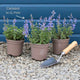 Catmint 'Purrsian Blue' | Nepeta Perennial Bedding