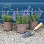 Catmint 'Purrsian Blue' | Nepeta Perennial Bedding