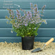 Catmint 'Purrsian Blue' | Nepeta Perennial Bedding