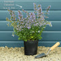 Catmint 'Purrsian Blue' | Nepeta Perennial Bedding
