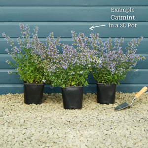 Catmint 'Purrsian Blue' | Nepeta Perennial Bedding