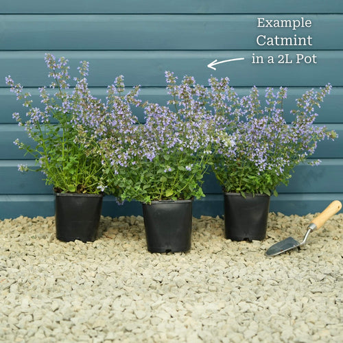 Catmint 'Purrsian Blue' | Nepeta Perennial Bedding