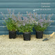 Catmint 'Purrsian Blue' | Nepeta Perennial Bedding