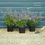 Catmint 'Purrsian Blue' | Nepeta Perennial Bedding