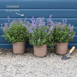 Catmint 'Purrsian Blue' | Nepeta Perennial Bedding
