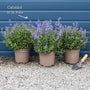 Catmint 'Purrsian Blue' | Nepeta Perennial Bedding