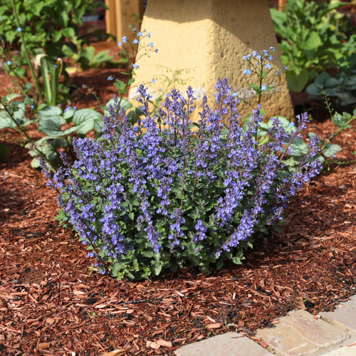 Catmint 'Purrsian Blue' | Nepeta Perennial Bedding