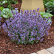 Catmint 'Purrsian Blue' | Nepeta Perennial Bedding