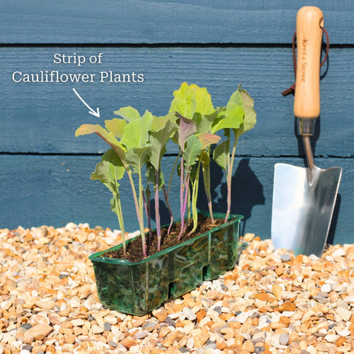 Gourmet Brassica Collection Vegetables